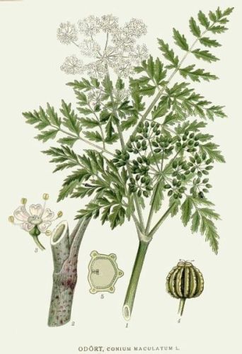 Hemlock - Conium maculatum - Болиголов крапчатый